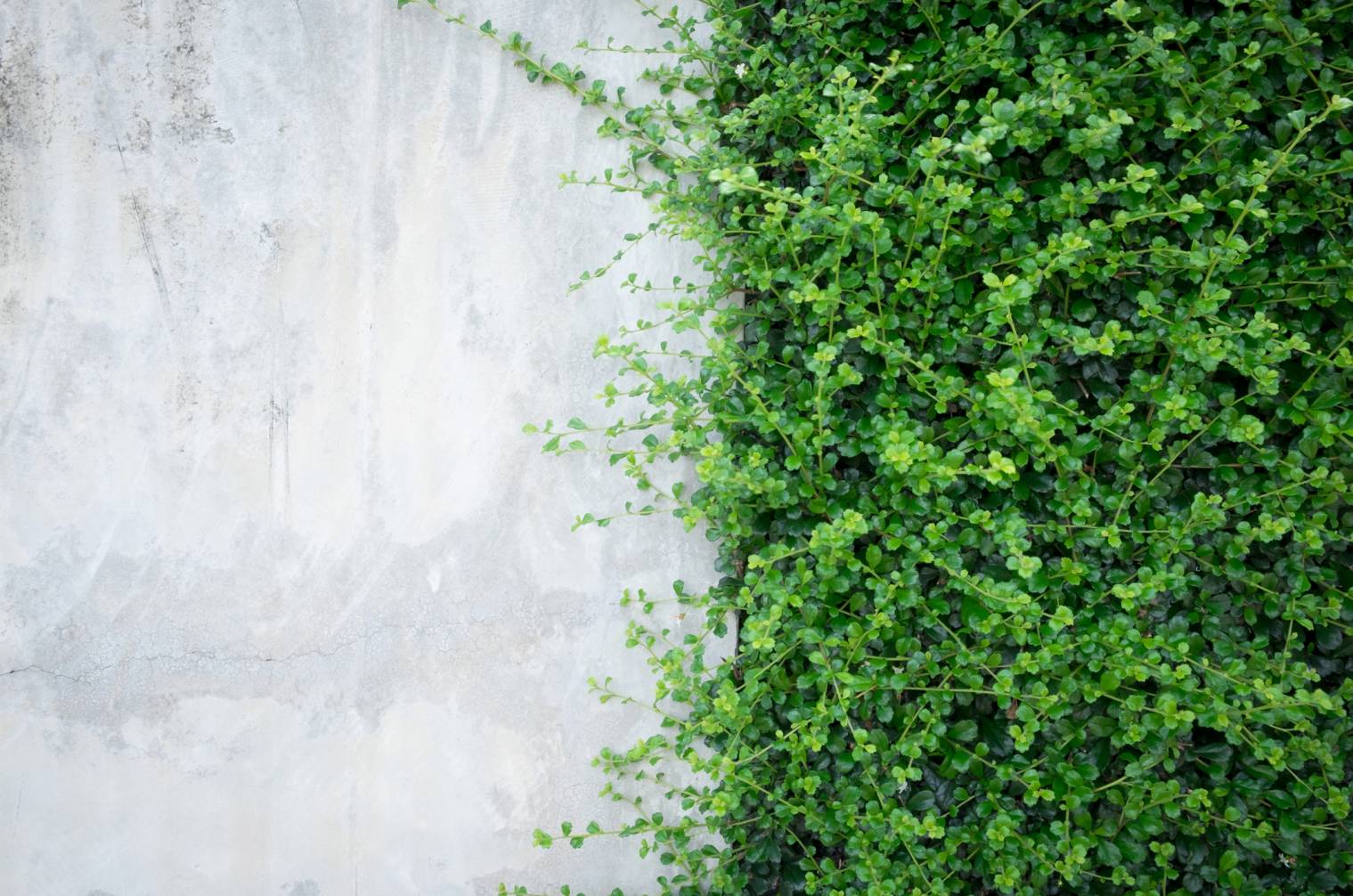 décoration-mur-exterieur-plaque-ciment-plante